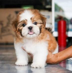 SHIH TZU PUPPIES A369🌻 Small Dog Available Female