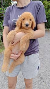 ganit poodle m2 巨型贵宾弟弟