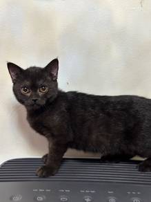BSH Mix Kitten