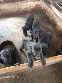 CANE CORSO PUPPIES 7 weeks