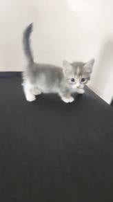 Munchkin Supershort
