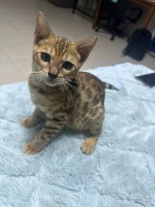 Bengal Kitten