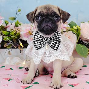 Pug