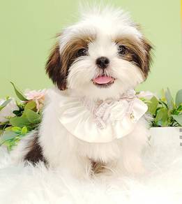 Shih Tzu