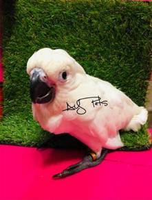 Umbrella/alba cockatoo