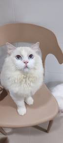 ragdoll