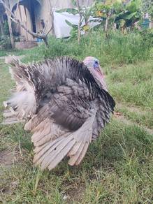 Ayam Belanda Blue Slate 