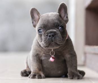 FRENCH BULLDOG PUPPIES 🌻VIP737 Boy