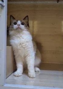 Ragdoll kitten