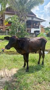 lembu jantan