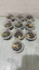 Pacmanfrog