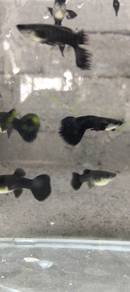 ikan guppy black moscow 