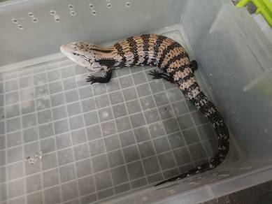 blue tounge skink