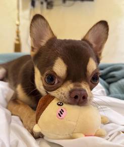 Chihuahua