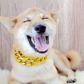 Shiba
