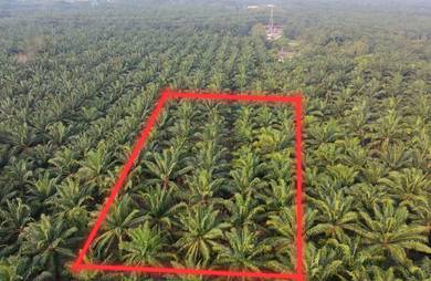Agricultural Land in Muar, JHR