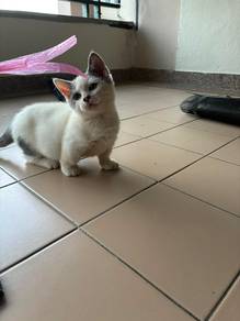 supershort munchkin