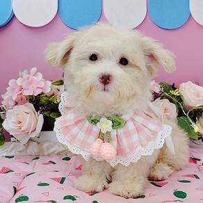Maltipoo