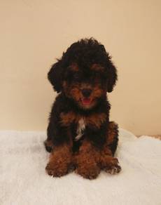 phantom toy poodle 