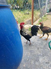 ayam jantan kampung 