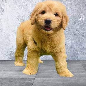 Goldendoodle male puppies