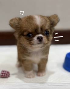 CHIHUAHUA PUPPIES CH295🌷 Head Apple Girl