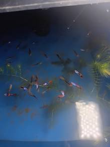 guppy hb platinum redrose
