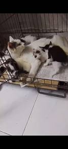 Free Cats & Kittens To Be Given Away