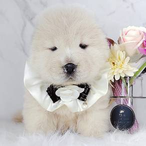 Chow Chow