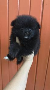 Pure Breed Mini Black Pomeranian (F3) 纯种黑色 迷你博美 女生