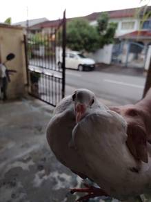 Burung Merpati racing homer