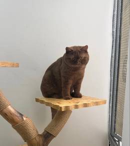 Bsh solid cinnamon mating service