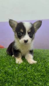 Corgi mka champion bloodline