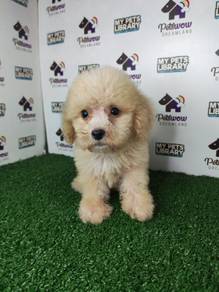Super cute toy poodle light brown teddy bear