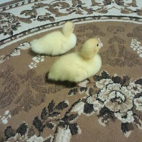 duck