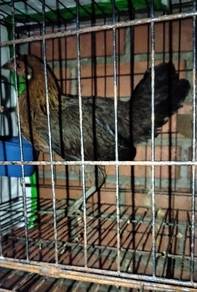 ayam hutan