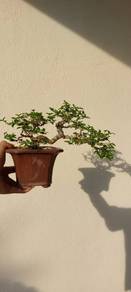 Bonsai Jeliti / santalia / sui mei (small)