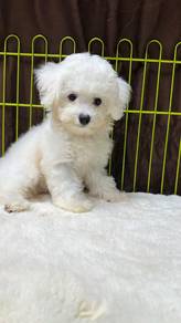 Bichon