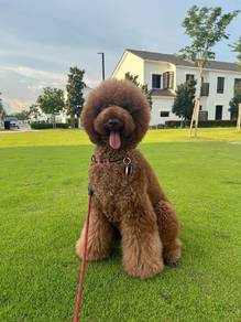 Giant Poodle 