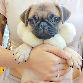 Pug