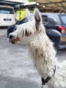 Alpaca