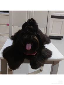 black shihtzu 黑色西施 female