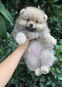 POMERANIAN PUPPIES A212 🌻 Sort of shine Boy~Girl