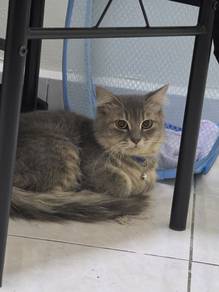 biritish long hair