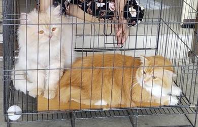 Kucing sepasang jantan betina.