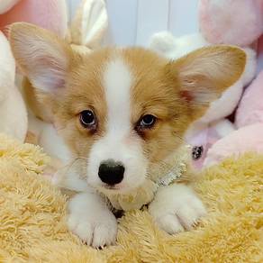 Corgi
