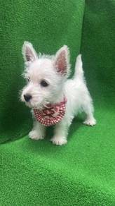 Pure Breed West Highland White Terrier 