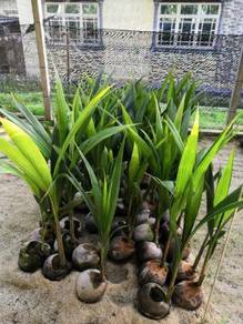 Benih kelapa KUNING