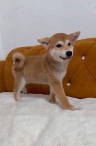 Shiba Inu puppy Male