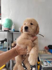 Golden retriever male female puppies onl